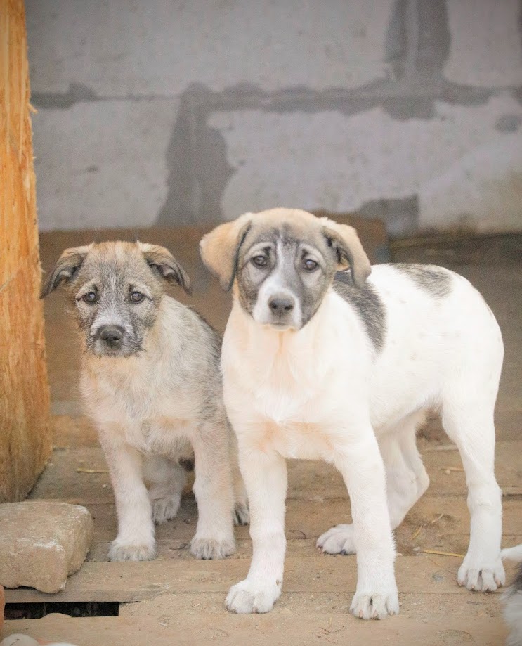 MIAA - Chiot femelle croisée de taille petite à moyenne à l'âge adulte - Née environ en Décembre 2023 - Refuge d'Aurelia - Adoptée par Martine en France (département 56) _5d01013