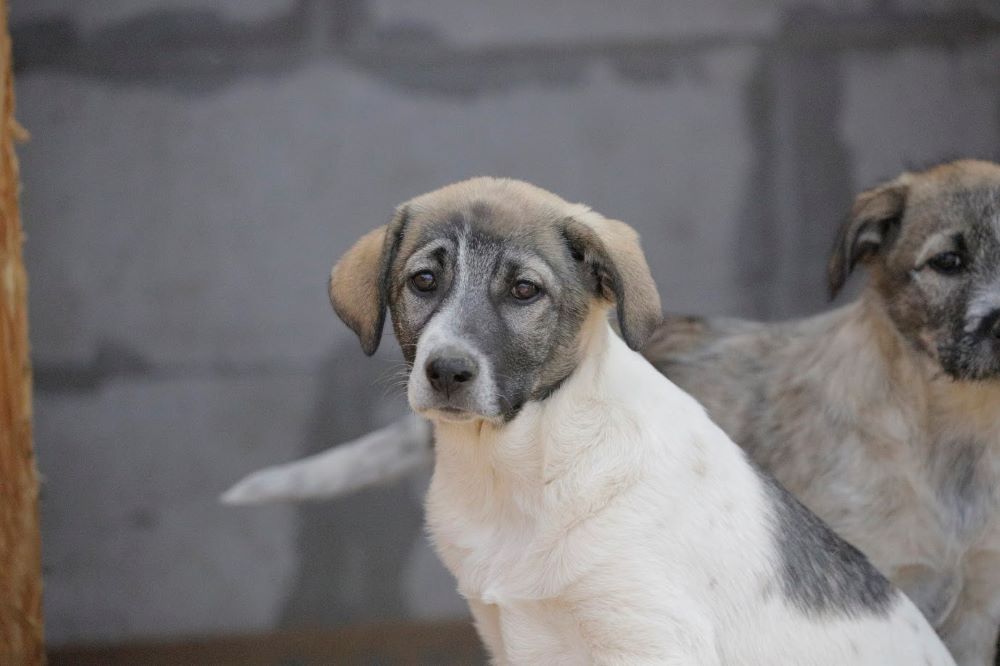 LEXY (ex FARAH) - Chiot femelle croisée de taille petite à moyenne à l'âge adulte - Née environ en Décembre 2023 - Refuge d'Aurelia - Adoptée par Michelle en France (département 45) _5d01021