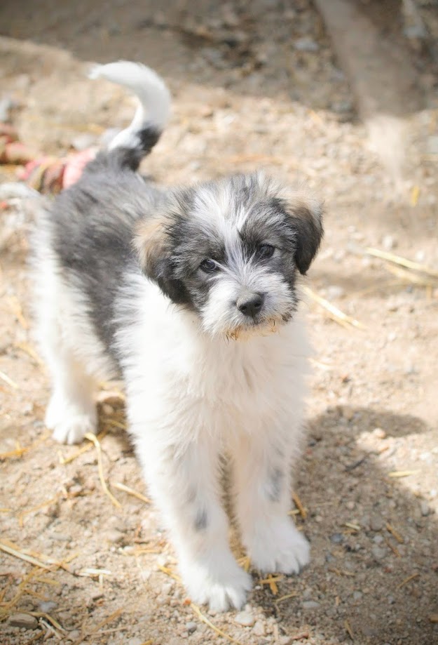 LOLA (ex HEIDI) - Chiot femelle croisée de taille petite à moyenne à l'âge adulte - Née environ en Décembre 2023 - Refuge d'Aurelia - Adoptée par Liz en France (département 84) _5d01025