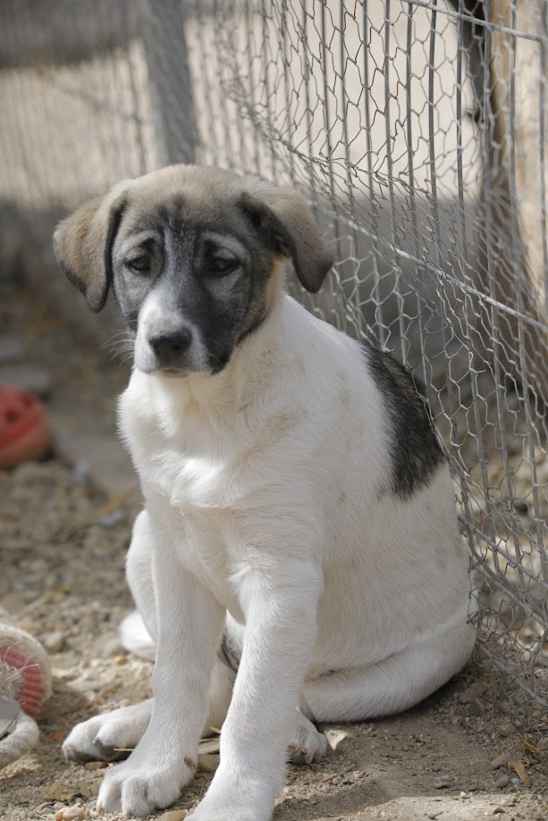 LEXY (ex FARAH) - Chiot femelle croisée de taille petite à moyenne à l'âge adulte - Née environ en Décembre 2023 - Refuge d'Aurelia - Adoptée par Michelle en France (département 45) _5d01115