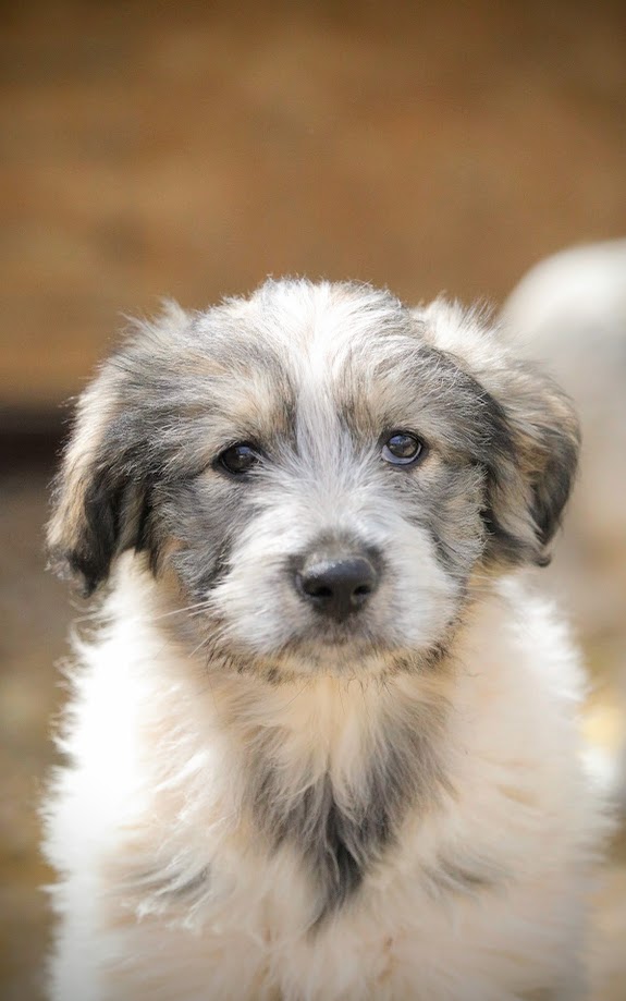 FOXY - Chiot femelle croisée de taille petite à moyenne à l'âge adulte - Née environ en Décembre 2023 - Refuge d'Aurelia- Adoptée par Morgane en Belgique  _5d01124