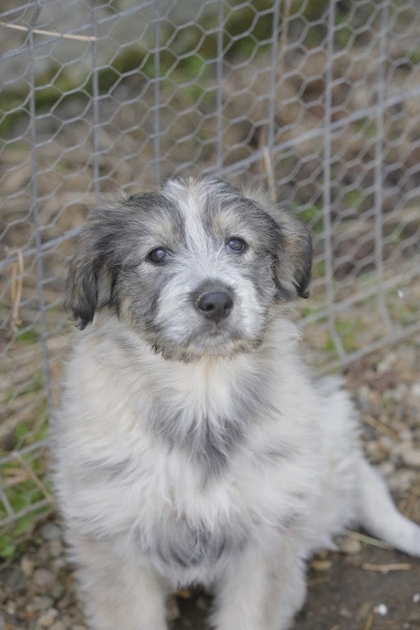 FOXY - Chiot femelle croisée de taille petite à moyenne à l'âge adulte - Née environ en Décembre 2023 - Refuge d'Aurelia- Adoptée par Morgane en Belgique  _5d01127