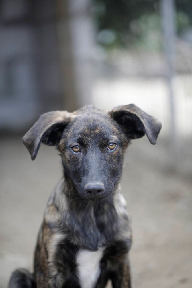 CARAMEL - Chiot mâle croisé de taille petite à moyenne à l'âge adulte - Né environ en Janvier 2024 - Refuge d'Aurelia - En famille d'accueil chez Nelly en France (dpt 28) _5d08328