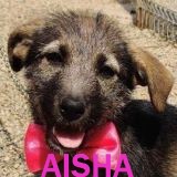 Nos chiots en un clin d'œil Aisha11