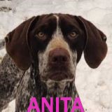 Nos chiens de taille moyenne en un clin d'œil Anita16