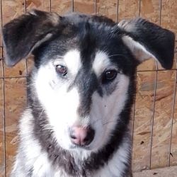 ANOUK - Femelle croisée Husky de taille moyenne - Née environ en 2022 - Refuge de Luminita Anouk12