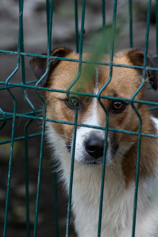 BAMBOU - Femelle croisée de taille moyenne - Née environ en 2020 - Refuge de Monica - Adoptée par Noémie en France  Bambou15