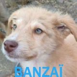 Nos chiots en un clin d'œil Banzaz13