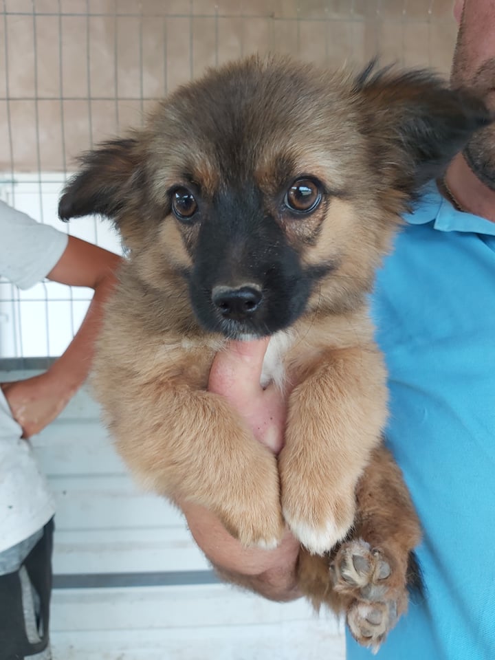 BENZ - Chiot Mâle - Petite taille à l'âge adulte - Né en mars 2019 - REMEMBER ME LAND - Adopté par Stéphanie (84) Benz10