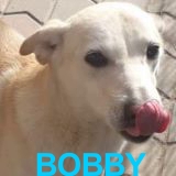 Nos chiens de taille moyenne en un clin d'œil Bobby11