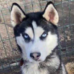 CLOE (ex BRESCIA) - Femelle Husky de taille moyenne - Née environ en 2022 - Refuge de Monica - Adoptée par Noémie en France (département 21) Bresci11