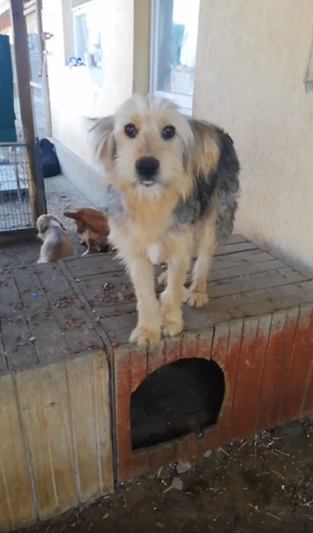 PUFI - Chiot mâle de taille moyenne à l'âge adulte - Né environ en Juin 2019 - Refuge de Gabriela - Réservé adoption via une autre asso  Captu292