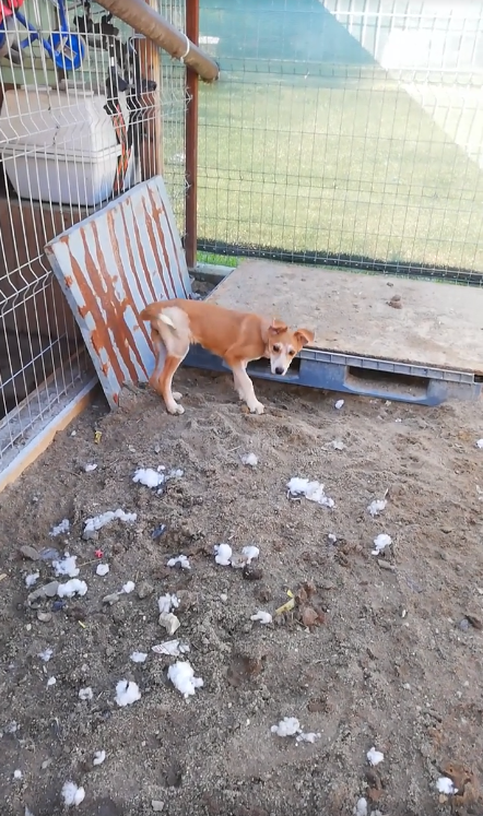 BONNIE - Femelle croisée de taille moyenne (18 kg) - Née environ en Juin 2019 - RÉSERVÉE EN ALLEMAGNE  Captu368