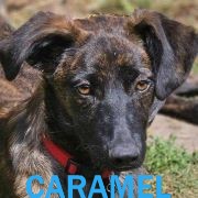 Association Happy Together Carame20