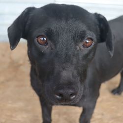 LILY (ex CHANDELLE) - Femelle croisée de petite taille - Née environ en 2021 - Refuge de Monica- Adoptée par Elodie en Belgique  Chande10