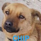 Nos chiens de petite taille en un clin d'œil Chip11