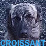 Nos chiens de taille moyenne en un clin d'œil Croiss13