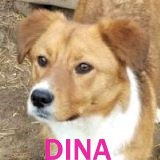Nos chiens de taille moyenne en un clin d'œil Dina10
