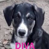 Nos chiens de taille moyenne en un clin d'œil Diva11