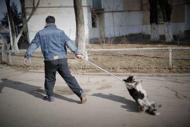 Pourquoi adopter un chien de Roumanie ? Dog-ca11