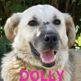 Nos chiens de taille moyenne en un clin d'œil Dolly10