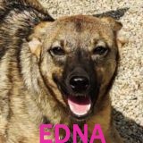 Nos chiens de petite taille en un clin d'œil Edna11