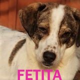 Nos chiens de taille moyenne en un clin d'œil Fetita11