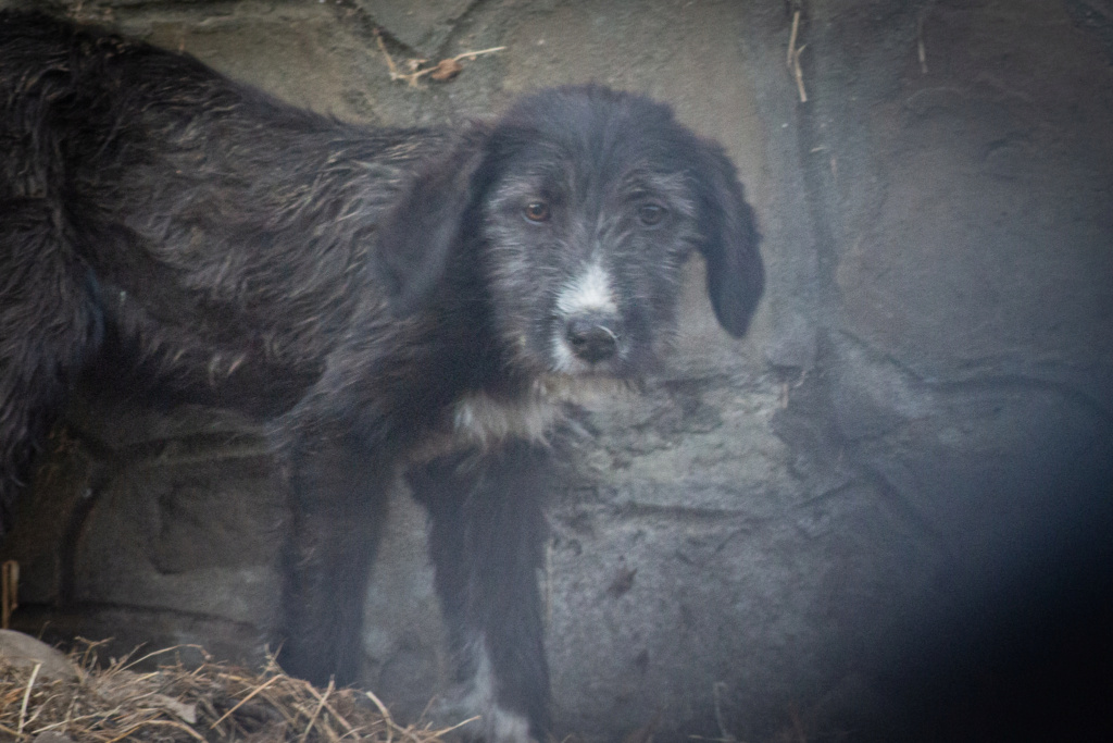 LUCKY (ex GNOCCHI) - Chiot mâle croisé de taille moyenne à grande à l'âge adulte - Né environ en Février 2022 - Pris en charge par un refuge privé Gnocch15