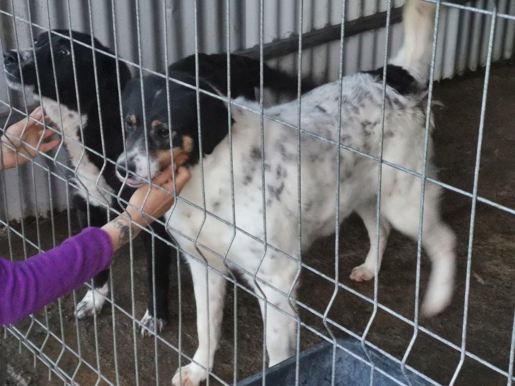 LILY (ex NORMANDY) - femelle, de taille moyenne, née environ en mai 2017 - de retour à l'adoption avec risque d'euthnasie- Adopté par Marcel (57)   Haribo14