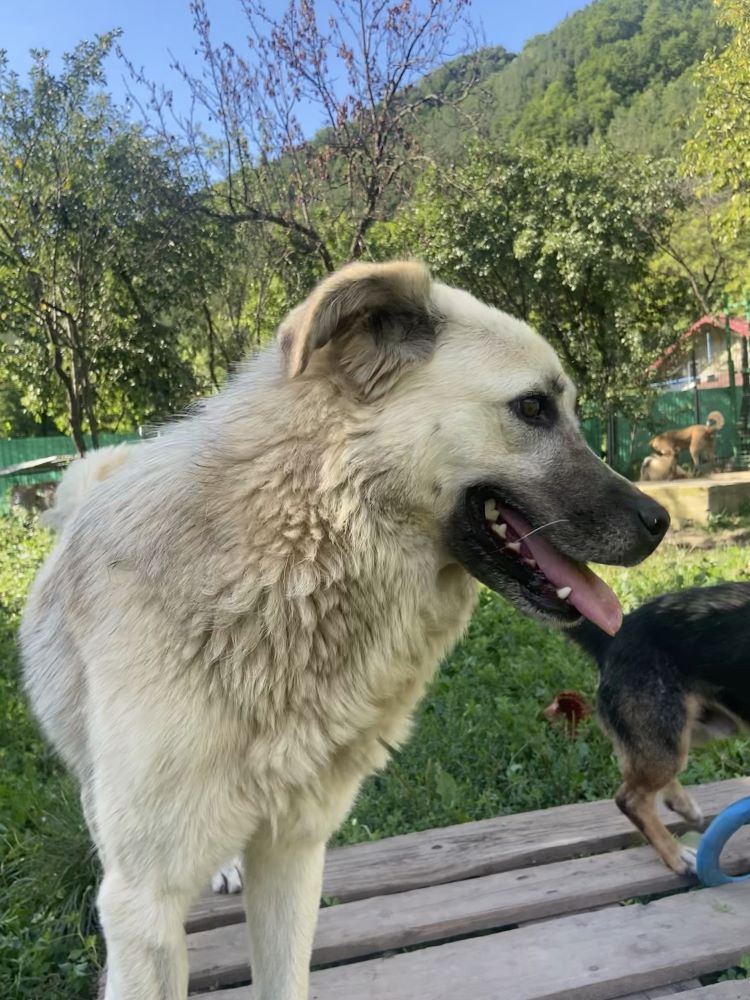 DOLLY - Femelle croisée de taille moyenne à grande (25 kg) - Née environ en 2019/2020 - Refuge de Monica Img_0215