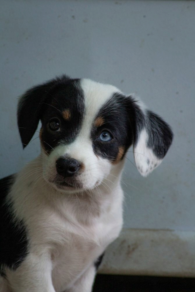 GAELIA - Chiot femelle croisée de petite taille à l'âge adulte - Née environ en Juin 2022 - Refuge de Mihaela - Réservée à l'adoption par Aline en France - Décédée  Img_1421