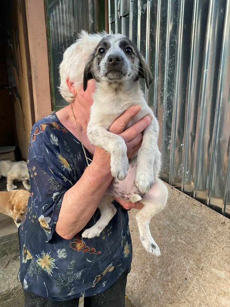  TIA (ex COTTA) - Chiot femelle croisée de taille moyenne à l'âge adulte - Née environ en Février 2022 - Refuge de Monica - Adoptée par Wyna en Belgique Img_7168