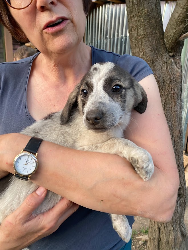  TIA (ex COTTA) - Chiot femelle croisée de taille moyenne à l'âge adulte - Née environ en Février 2022 - Refuge de Monica - Adoptée par Wyna en Belgique Img_7174