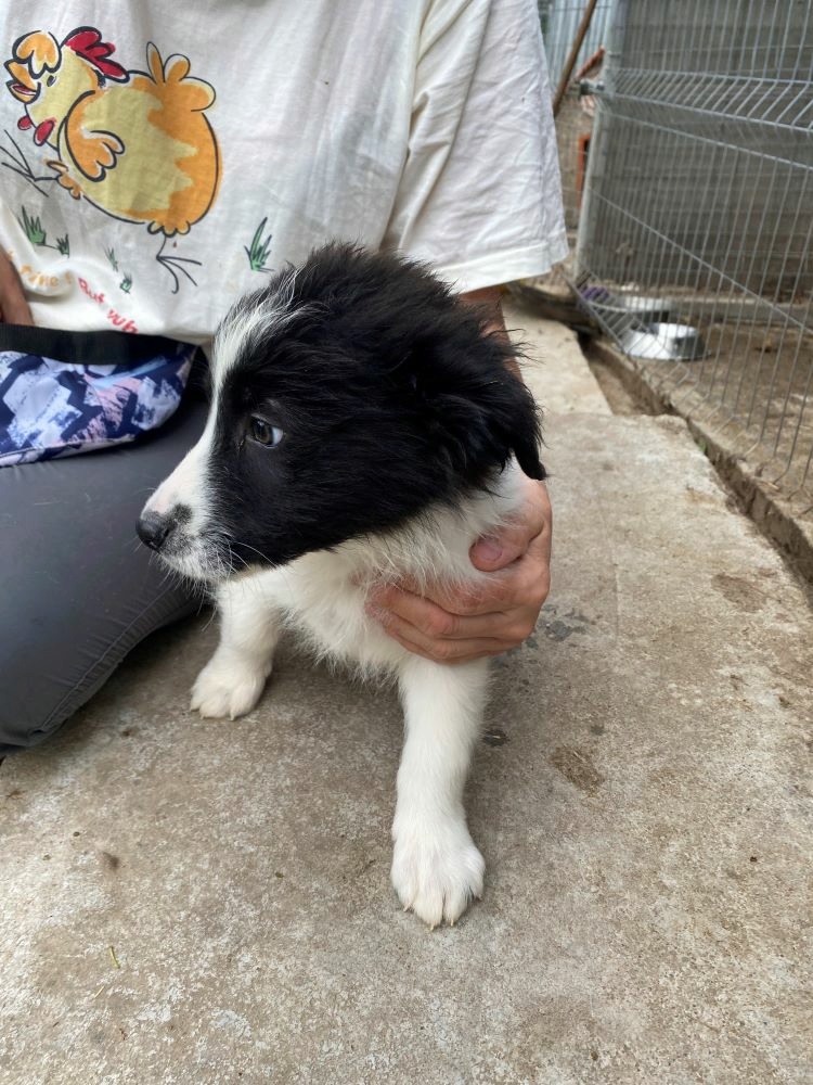 MAKI (ex MACARONI) - Chiot mâle croisé de taille moyenne à grande à l'âge adulte - Né environ en Février 2022 - Refuge de Monica - Adopté par Coraline en Belgique  Img_7245