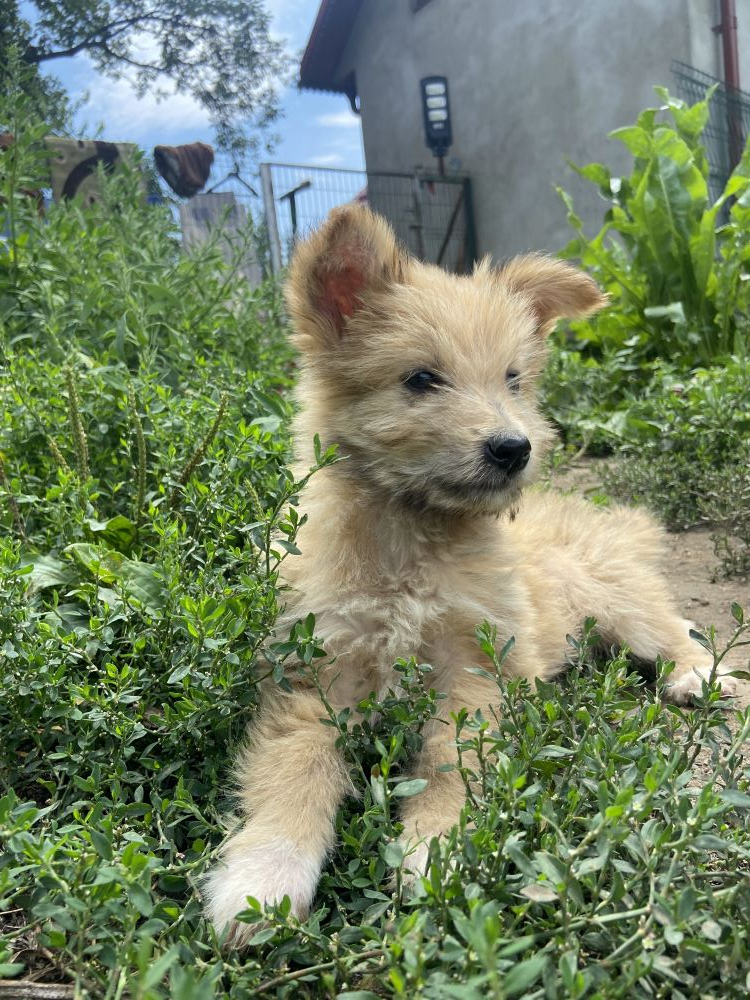 COLA - Chiot mâle croisé de taille petite à moyenne à l'âge adulte - Né environ en Mai 2023 - Refuge de Monica - Adopté par Aranza en France (dpt 75) Img_9215