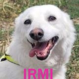 Nos chiens de petite taille en un clin d'œil Irmi11