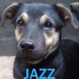 Nos chiens de taille moyenne en un clin d'œil Jazz14