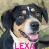 Nos chiens de petite taille en un clin d'œil Lexa13
