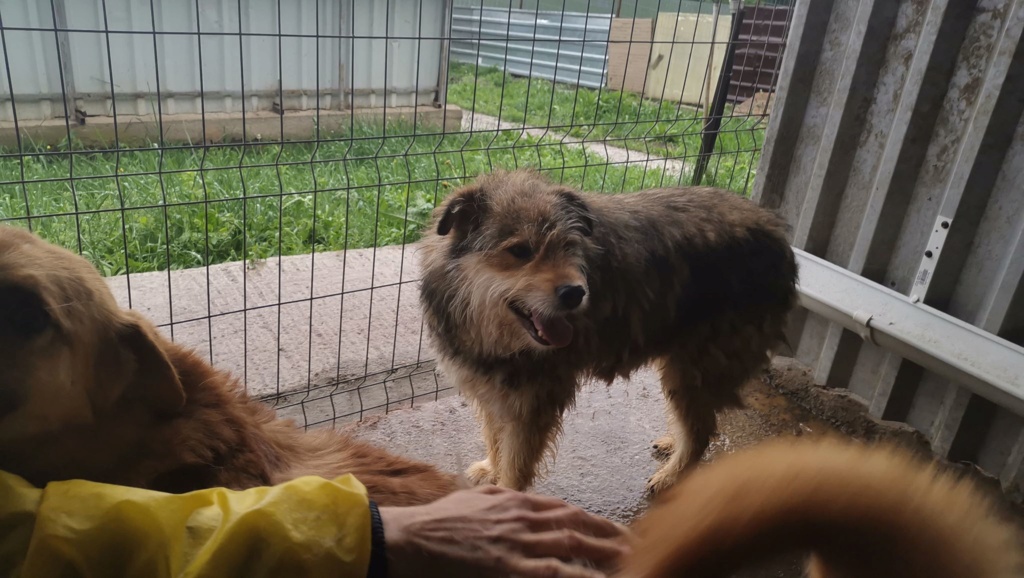 LUIGI - mâle croisé de taille moyenne, né environ en novembre 2016 - Adopté par Marie et Thibaut (91) Luigi10