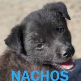 Nos chiots en un clin d'œil Nachos11