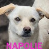Nos chiens de petite taille en un clin d'œil Napoli13