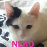 Nos chats & chatons en un clin d'œil Neko11