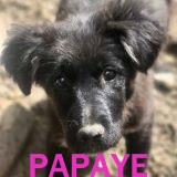 Nos chiots en un clin d'œil Papaye11