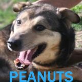 Nos chiens de taille moyenne en un clin d'œil Peanut14