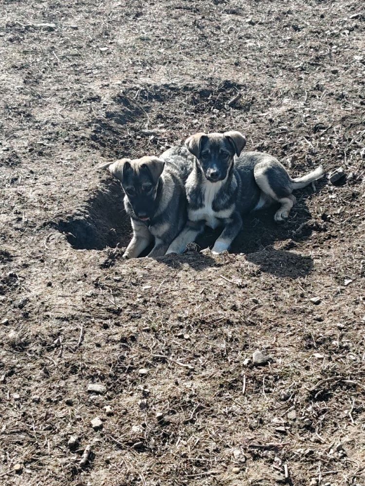 PIETRA - Chiot femelle croisée de taille moyenne à l'âge adulte - Née environ en Novembre 2023 - Refuge de Monica Photo119