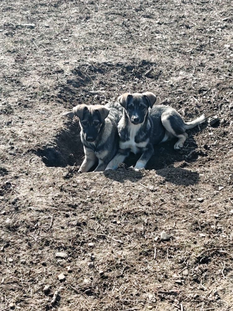 PIETRA - Chiot femelle croisée de taille moyenne à l'âge adulte - Née environ en Novembre 2023 - Refuge de Monica Photo120