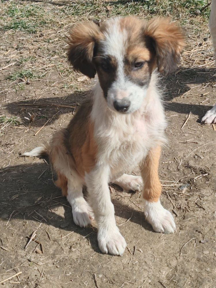 PATTI (ex MARGARITA) - Chiot femelle croisée de taille moyenne à l'âge adulte - Née environ en Novembre 2023 - Refuge de Monica - Adoptée par Héloïse en France (département 33) Photo148