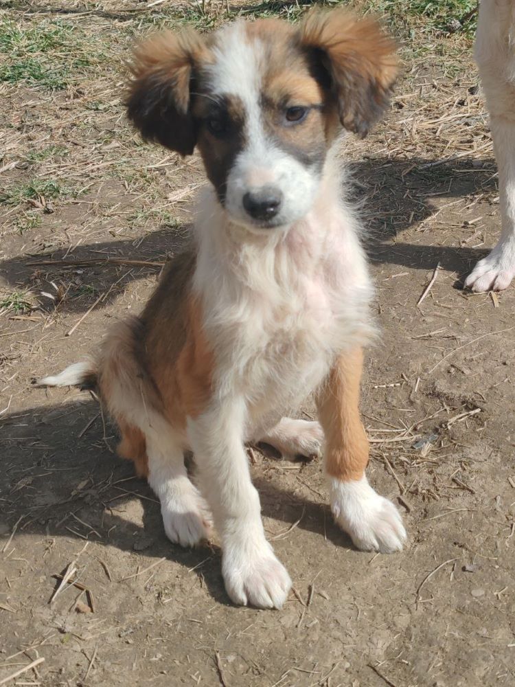 PATTI (ex MARGARITA) - Chiot femelle croisée de taille moyenne à l'âge adulte - Née environ en Novembre 2023 - Refuge de Monica - Adoptée par Héloïse en France (département 33) Photo150