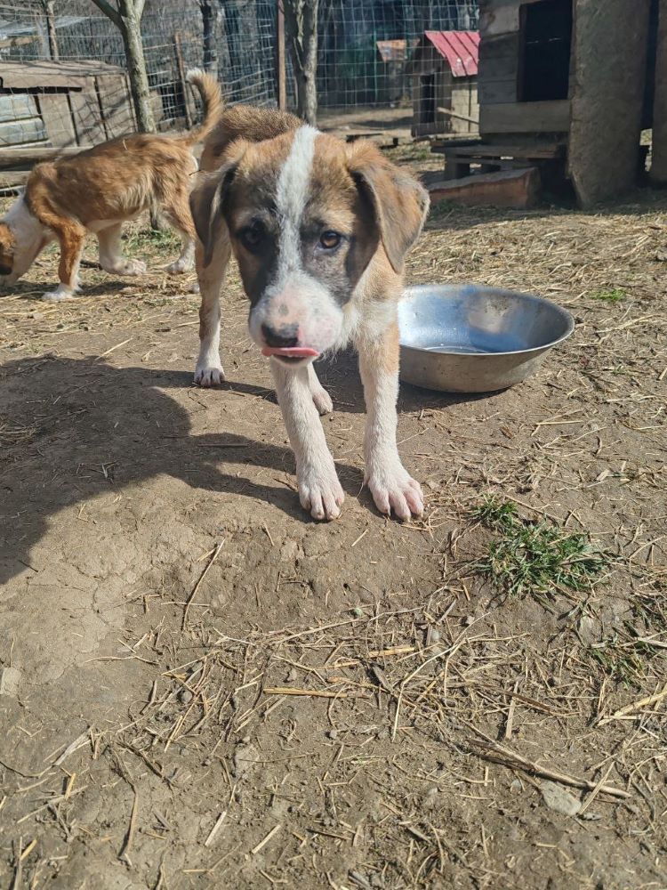 MINA (MIMOSA) - Chiot femelle croisée de taille moyenne à l'âge adulte - Née environ en Novembre 2023 - Refuge de Monica - Adoptée par Cécile en Belgique  Photo172