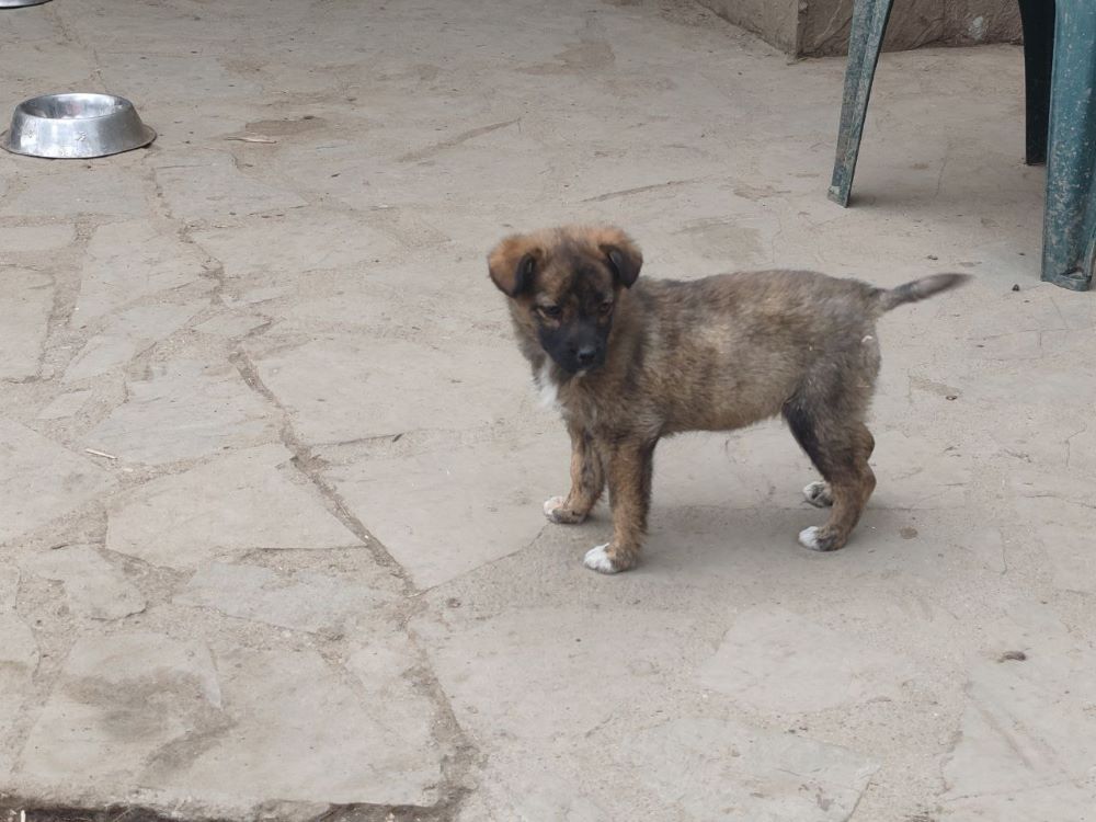 TEQUILA - Chiot femelle croisée de taille moyenne à l'âge adulte - Née environ en Décembre 2023 - Refuge de Monica - Réservée via une autre association Photo198